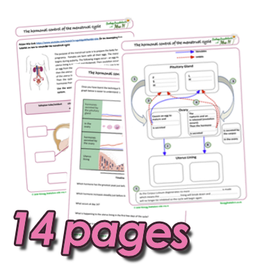 menstrual_cycle_pages.png